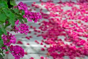 Μύκονος-Μια Κοσμοπολίτικη Όαση